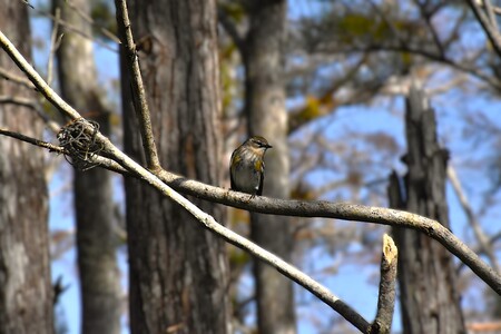 Songbird's Sanctuary