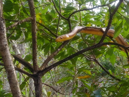 Everglades Rat Snake