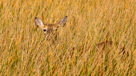 Deer watching