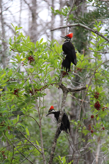 Pileated pair