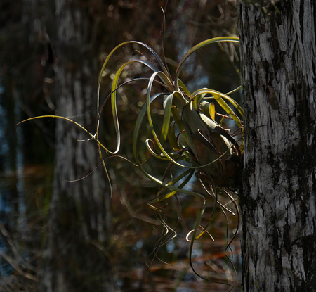 Air Plant