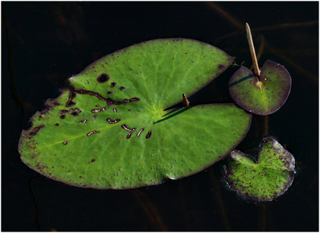 Lily Pads