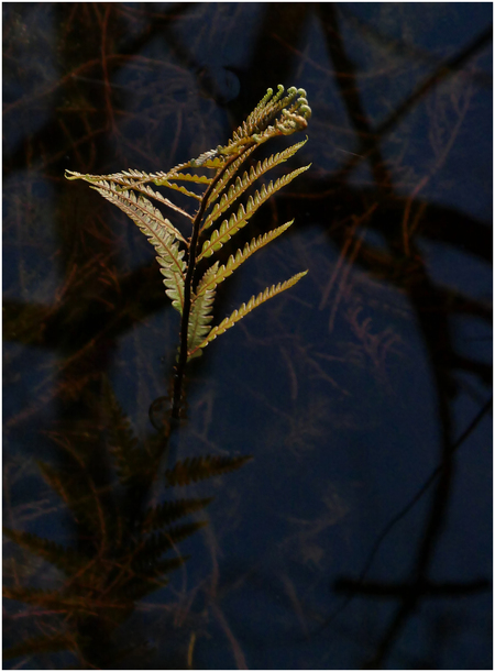 Florida Fern