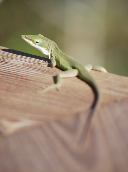 Lizard Leisure