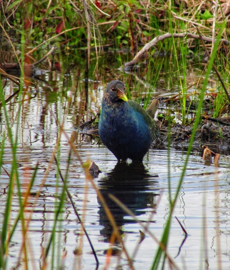 Wading Time