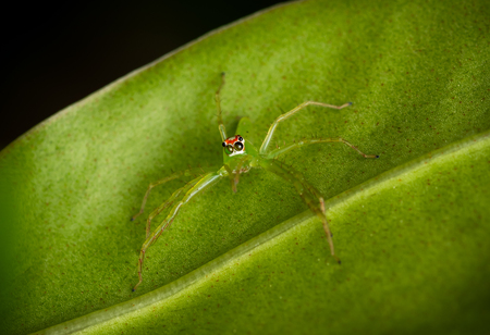 Camouflage