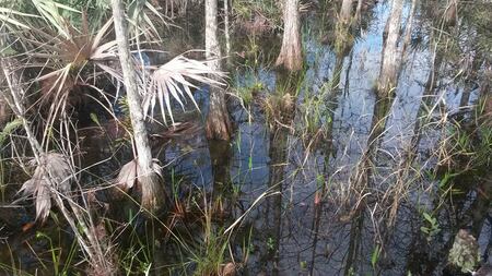 Reflections in Nature