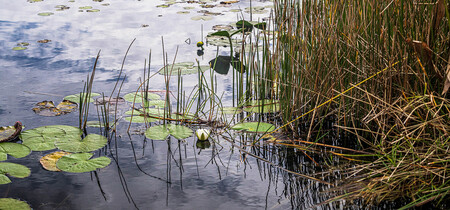 Single Lonely Lily