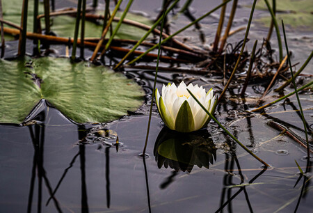 Grassy's Water Lily