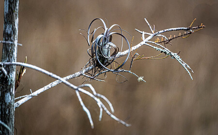 Lonely Bromeliad