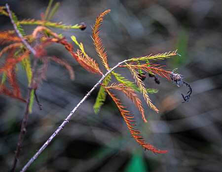 Abundant Plants & Grasses