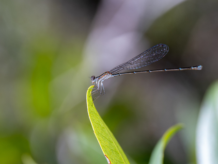 A Damsel Not Distressed 