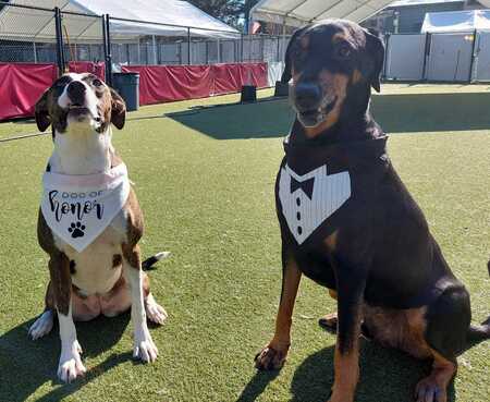 Rocky and Frances