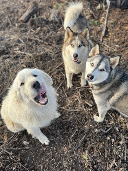 Elvis Mence, Timber Lane & Ranger Wayne