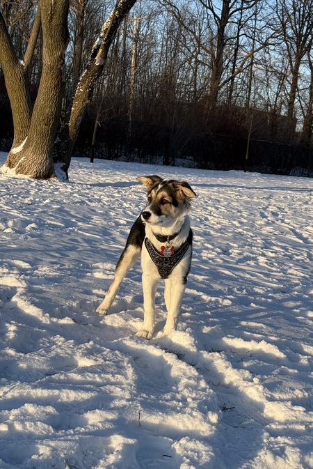 Kira ( Louise de Chiots Nordiques)