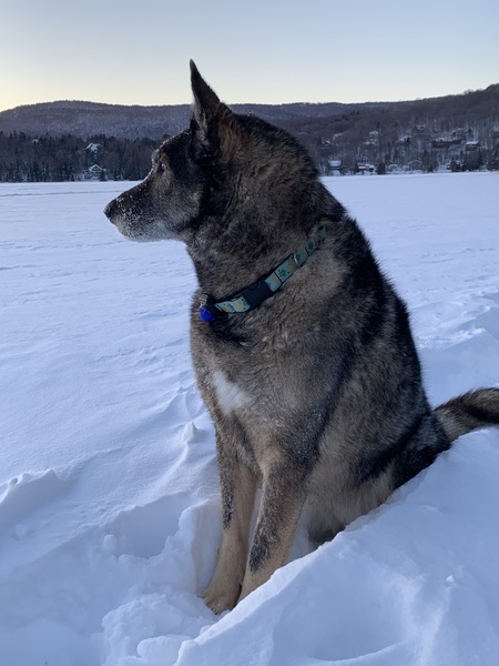 Shanne (chien nordique de Schefferville)