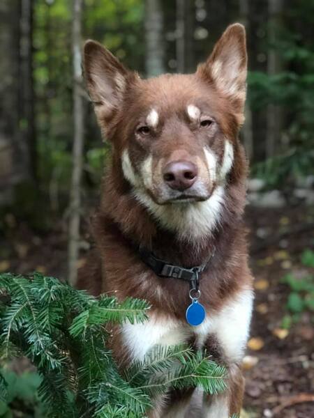 Cooper (adopté de chiots nordiques en 2017 sous le nom de Kirk)