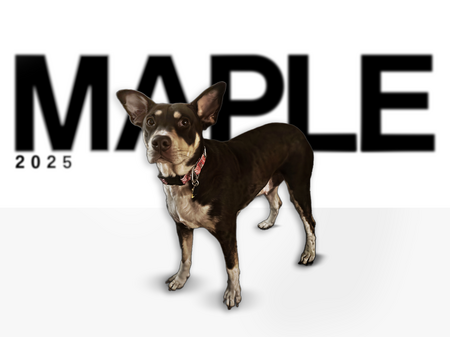 Maple