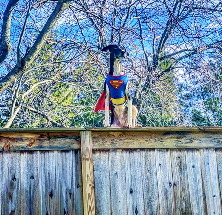 Lexi the Jumping Dog