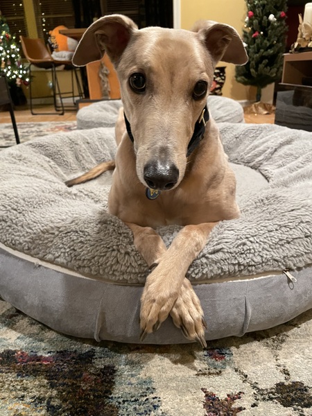 Galen, rescued Irish Greyhound 