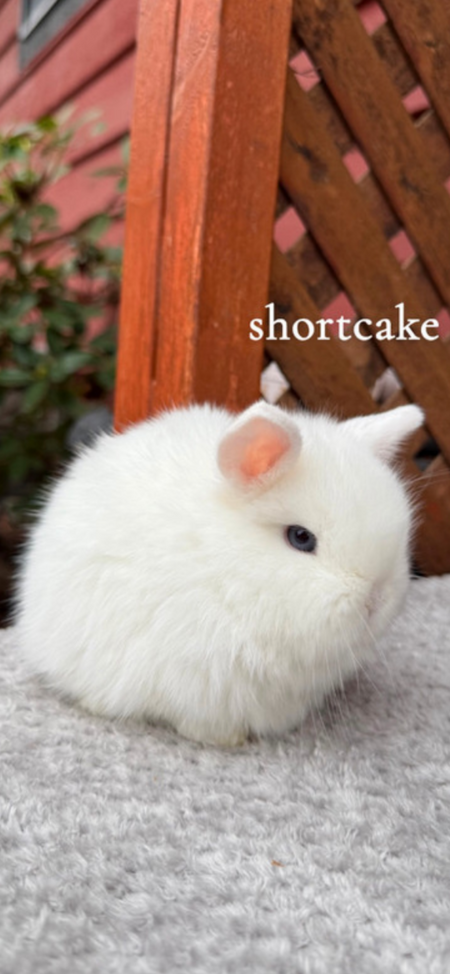 Shortcake