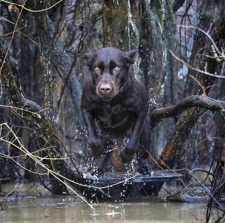 Hank