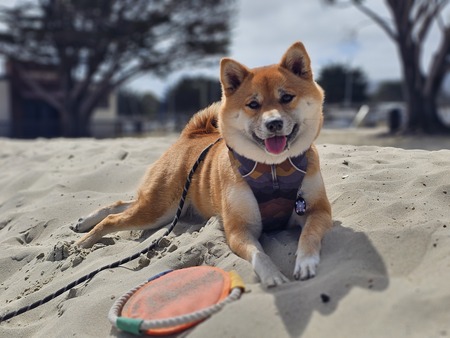 Koda