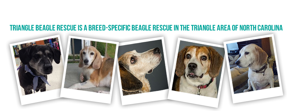 Senior beagle sale rescue