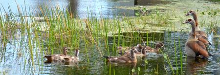 Egyptian Geese and goslings 