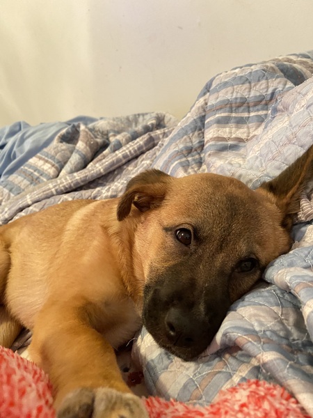 Nala