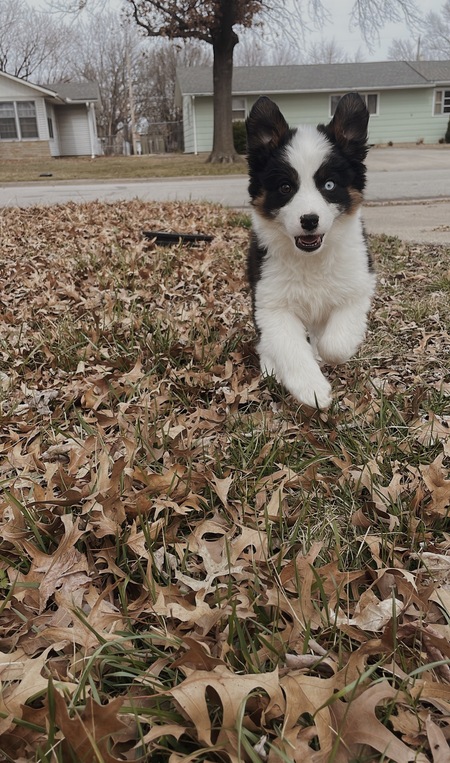 Leni
