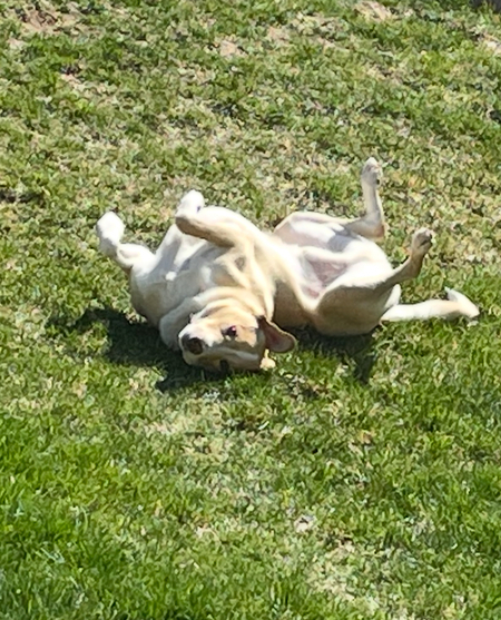 Ralphie