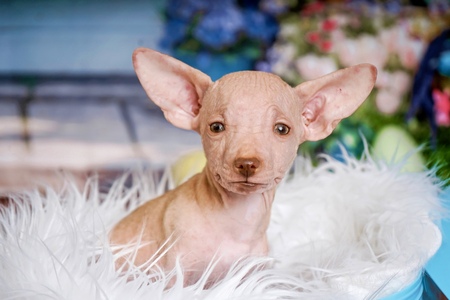 Piglet