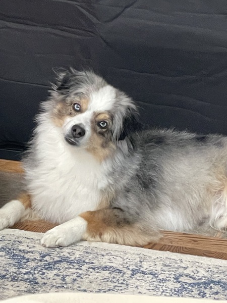 Watson