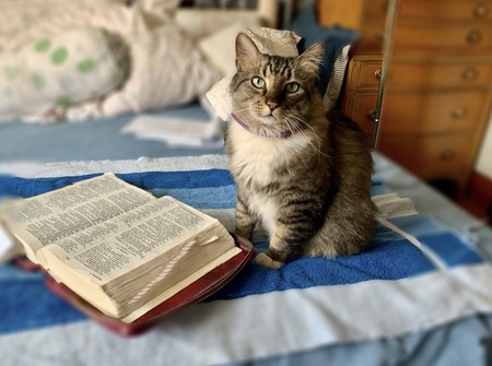 Ari