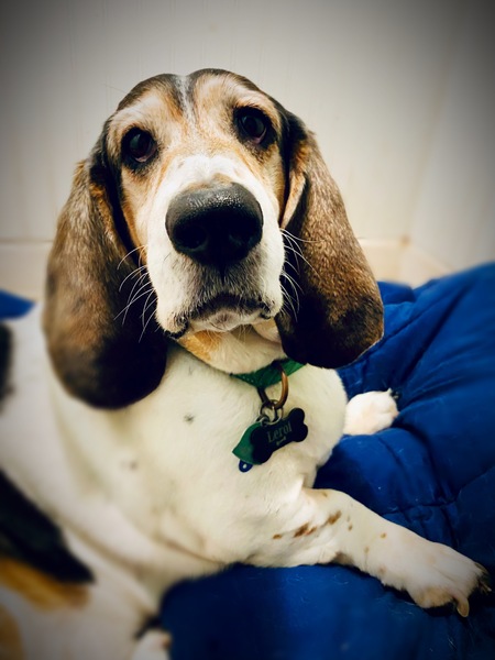 Leroi