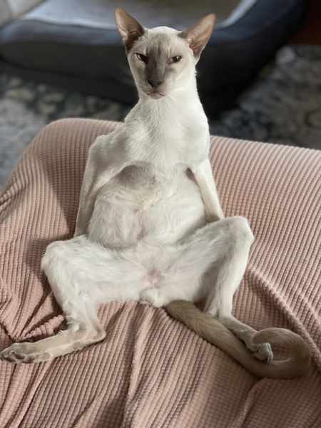 Ollie 