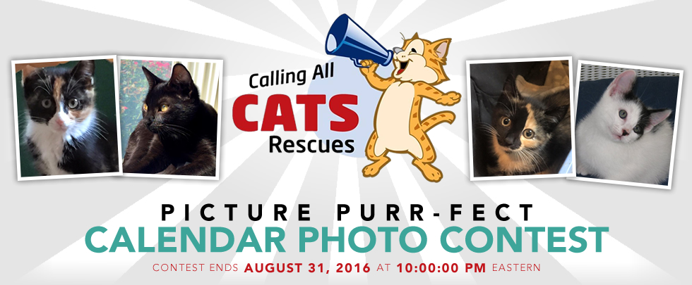 Calling All Cats Rescues, Inc.  Picture PURR-fect Calendar Photo Contest