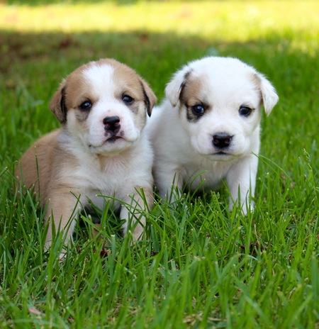 Linus and Snoopy