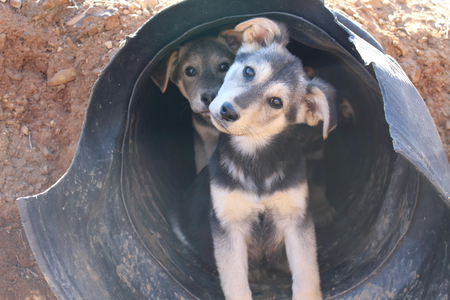 The Culvert Puppies