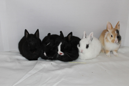 Cuddles, Flynx, Skunky Da Bunny, Lone Ranger, and Spotty