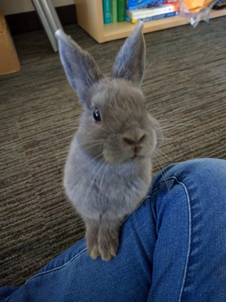 Basil E. Sterbunny