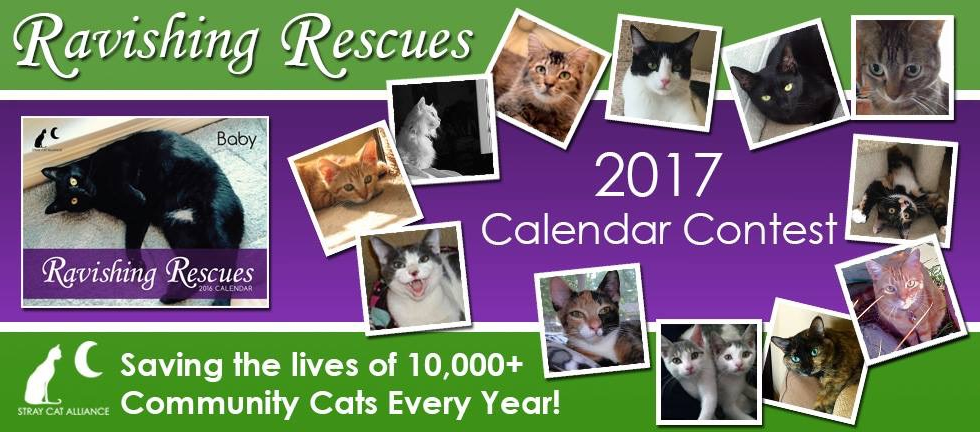 Stray Cat Alliance | 2017 Ravishing Rescues Calendar Photo Contest