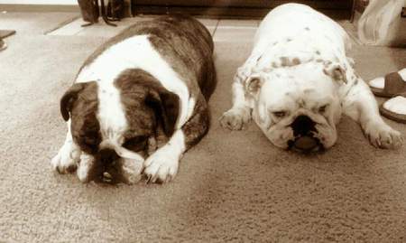 Jake & George laying in front of a warm fire. 