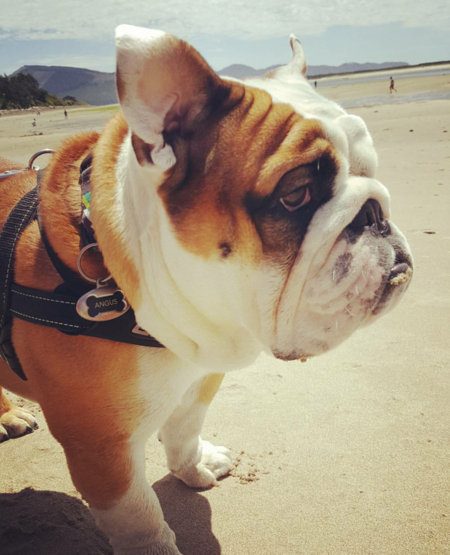 Angus (Gus The Bus) and his first trip the the beach. Wind in his ears & sand on his chin. 