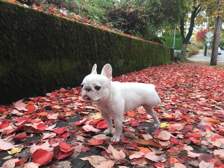 Princess Bethanee Hamilton *** cancer survivor + 3 legged French Bulldog