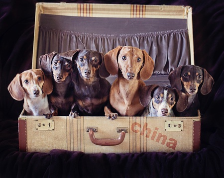 Henry, Hannah, Domino, Tucker, Dakota and GusGus