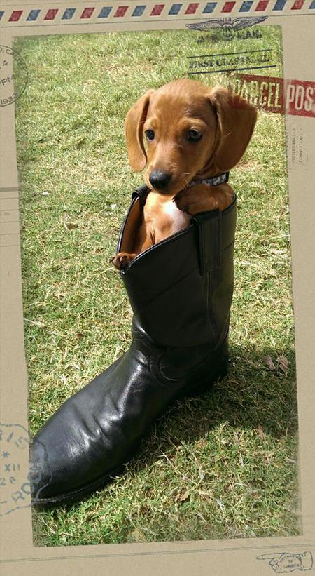 Scooby Daniell