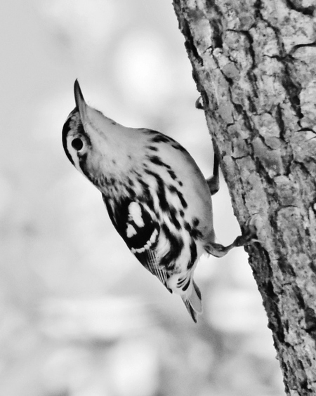 Black and White Warbler