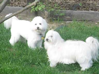 Barney  (foreground) with Maddie (his social companion)